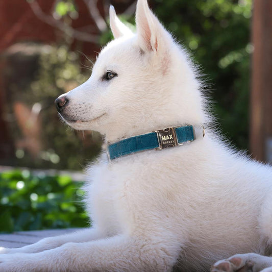 Dog leash pet collar